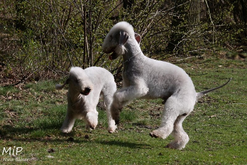 2011-04-02 Aveline Alanna Svet (14).jpg - Arc-en-ciel Alanna & Airis Blue Volshebny Svet